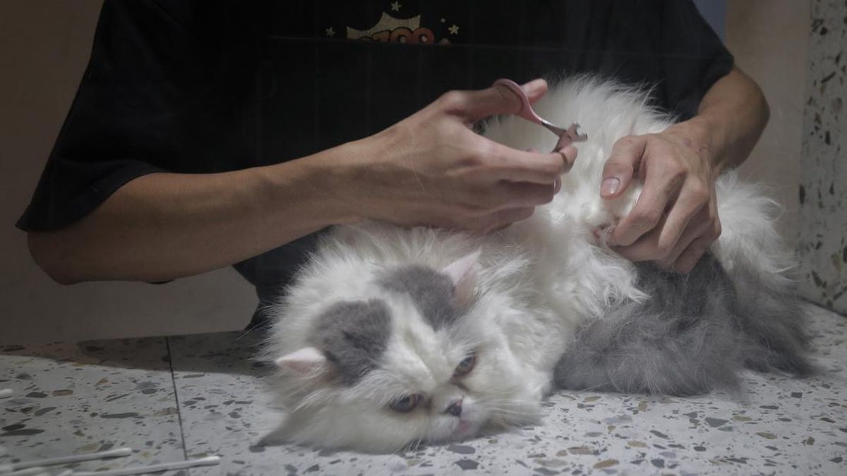 Lakukan Trik Ini untuk Komunikasi dengan Kucing Kesayangan