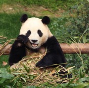 Penuh Haru, Panda Fu Bao Kembali ke Tiongkok Diiringi Air Mata Warga Korea Selatan