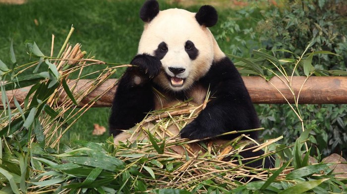 Penuh Haru, Panda Fu Bao Kembali ke Tiongkok Diiringi Air Mata Warga Korea Selatan