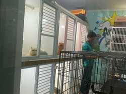 Pet Hotel Diserbu Kucing Jelang Lebaran, Omzet Naik hingga Rp 6 Juta/Hari