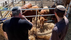 FOTO: Sapi Merah Betina Sekte Israel yang Mau Dikurbankan di Al Aqsa