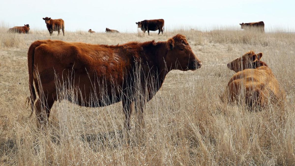 5 Contoh Simbiosis Netralisme pada Makhluk Hidup dan Penjelasannya