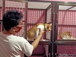 Tips Aman Tinggalkan Anabul Berhari-hari saat Mudik Lebaran