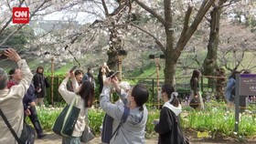 VIDEO: Menikmati Pesona Bunga Sakura Bermekaran Sempurna di Tokyo