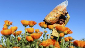 FOTO: Menyala, Indahnya Bunga Calendula dari Mesir