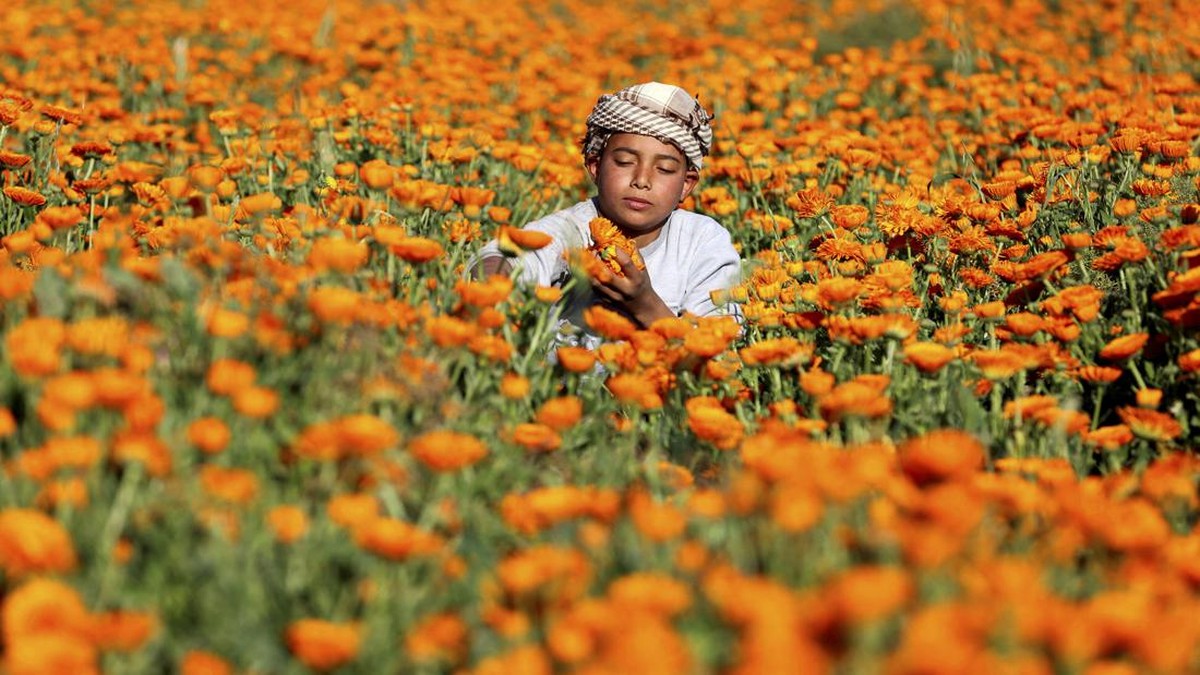 FOTO: Menyala, Indahnya Bunga Calendula dari Mesir