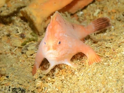 Ikan Bertangan Super Langka Ini Diambang Kepunahan!