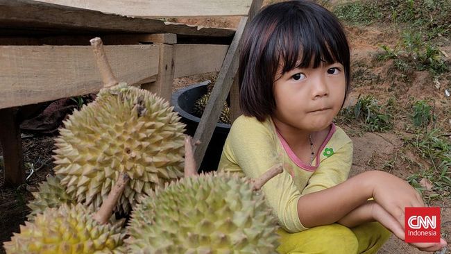 Kalian yang kerap pulang kampung ke Pulau Sumatera dengan berkendara, tentu tidak asing dengan pemandangan para penjual durian di pinggir jalan Lintas Sumatera.