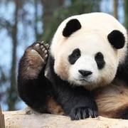 3 Fakta tentang Fu Bao, Panda Kesayangan yang Kepergiannya Buat Warga Korea Selatan Menangis