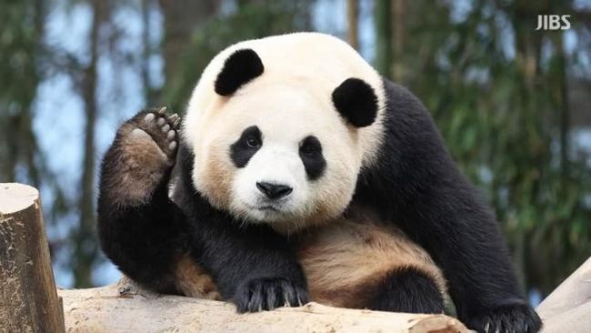 3 Fakta tentang Fu Bao, Panda Kesayangan yang Kepergiannya Buat Warga Korea Selatan Menangis