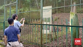 Bunga Bangkai Kebun Raya Cibodas Mekar Sambut Libur Lebaran