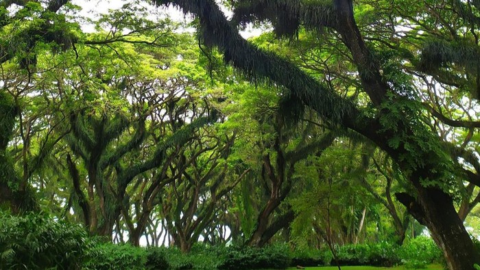 Rekomendasi 6 Destinasi Wisata Alam yang Wajib Dikunjungi di Banyuwangi