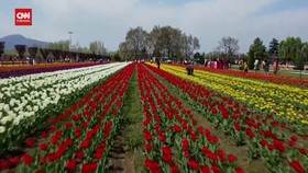 VIDEO: Melihat Hamparan Bunga Tupil di Taman Tulip Terbesar di Asia