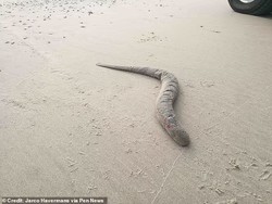 Monster Sandworm di Film Dune Sungguh Ada di Dunia Nyata
