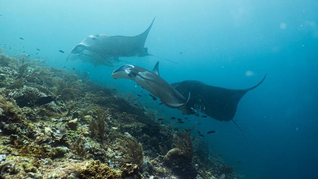 Indonesia memiliki ratusan spot diving kelas dunia yang tersebar dari barat hingga timur Nusantara.