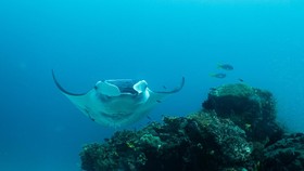 Daya Jelajah Tinggi, Pari Manta Karang Tetap 'Betah' di Raja Ampat