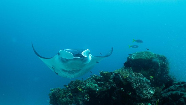 Penelitian mengungkap pola pergerakan unik pari manta karang di Kepulauan Raja Ampat, Papua Barat Daya. Simak analisisnya.