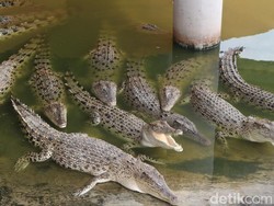 6 Jenis Hewan yang Paling Setia dengan Pasangannya, Buaya Termasuk?