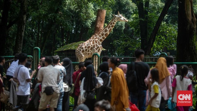 Pramono Bakal Naikkan Tiket Ragunan, Beda Warga Lokal dengan Asing Gubernur DKI Jakarta Pramono Anung berencana meningkatkan nilai tiket masuk Taman Margasatwa Ragunan, Jakarta Selatan.