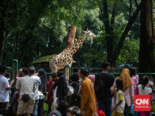 Pramono Bakal Naikkan Tiket Ragunan, Beda Warga Lokal dengan Asing