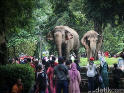 16 September 2024 Libur Maulid Nabi, Apakah Ragunan Buka?