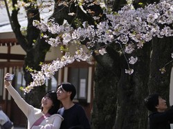 Yang Paling Ditunggu di Jepang, Tanggal Bunga Sakura Mekar