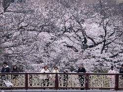 Dampak Besar Turis China untuk Pariwisata Jepang