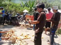 Protes Harga Anjlok, Petani Jagung di Bima Buang Hasil Panen-Blokir Jalan