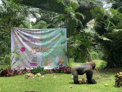Ikut Rayakan Ultah Gorila Komu, Wisatawan Ragunan: Luar Biasa-Excited!