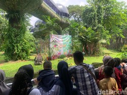 Ragunan Gelar Perayaan Ultah Gorila Kumbo dan Kihi 12 Mei, Ayo Ramaikan!