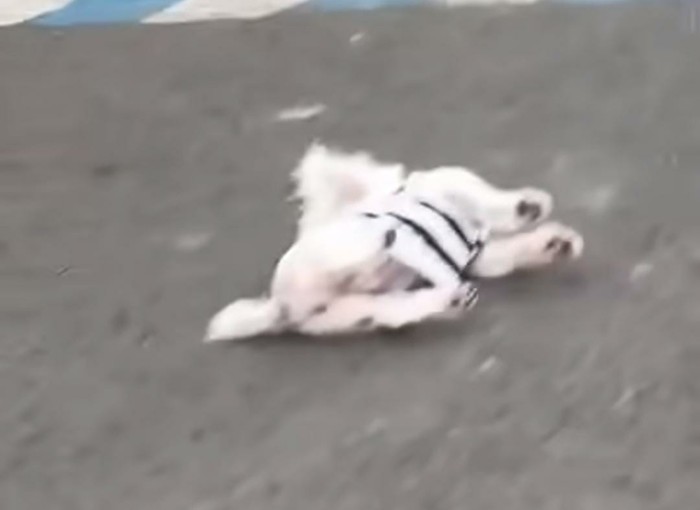 Anjing Maltese disiksa di Jember