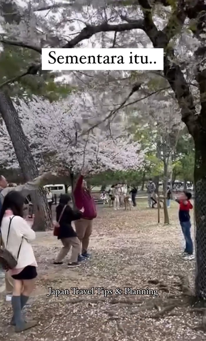 Diduga turis asal Indonesia merusak bunga sakura di Jepang