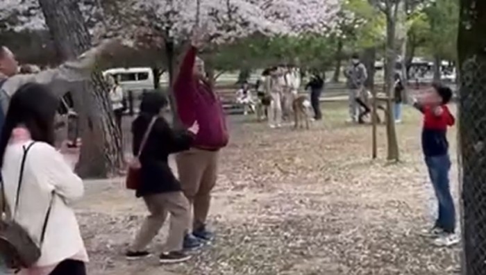 Diduga turis asal Indonesia merusak bunga sakura di Jepang