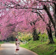 Viral Turis Diduga Asal Indonesia Rusak Bunga Sakura di Jepang, Netizen: Bikin Malu!