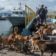 Mengenal Aoshima, Pulau yang Lebih Banyak Dihuni Kucing daripada Manusia