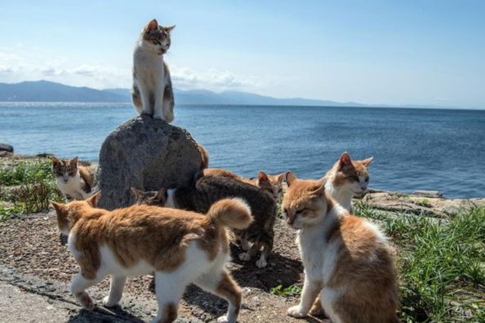 Mengenal Aoshima, Pulau yang Lebih Banyak Dihuni Kucing daripada Manusia