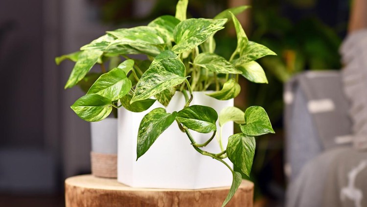 Ilustrasi pothos