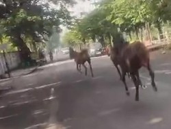 Detik-detik Kuda Lepas dan Berlarian Hebohkan Jalanan Surabaya