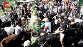 VIDEO: Melihat Tradisi Lebaran Sapi Tradisi Warga Lereng Merapi