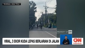 video: 3 Ekor Kuda Lepas Berlarian Di Jalan Siwalan Kerto