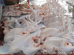 Harga Daging Ayam Anjlok, Disperindag Sumut Singgung Ongkos Pakan Turun