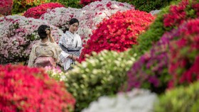 FOTO: Taman Bunga Azalea Kuil Nezu, Surga Tersembunyi di Tokyo