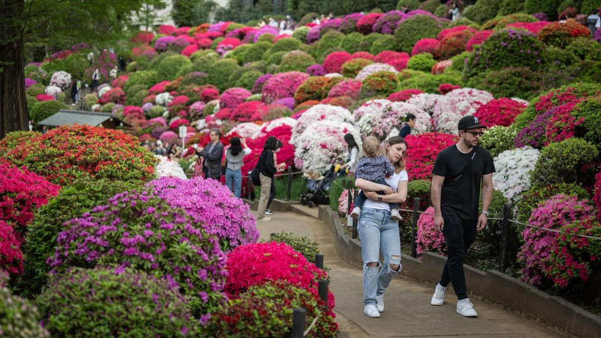 FOTO: Taman Bunga Azalea Kuil Nezu, Surga Tersembunyi di Tokyo