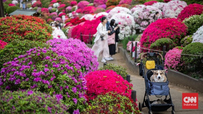 FOTO: Taman Bunga Azalea Kuil Nezu, Surga Tersembunyi di Tokyo