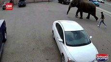 VIDEO: Gajah 'Cari Angin' di Jalanan AS Usai Kabur dari Sirkus