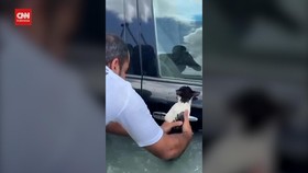 VIDEO: Detik-detik Kucing Malang Terjebak Banjir Dubai Diselamatkan