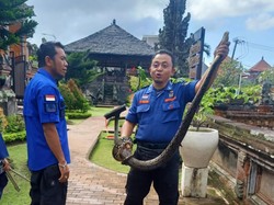 Temuan Ular Besar di Objek Wisata Kerta Gosa Bali yang Bikin Kaget
