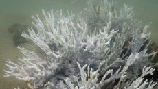 Great Barrier Reef Memutih Bak 'Bekas Kebakaran Hutan' di Bawah Air