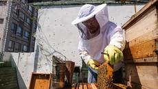 FOTO: Ramai-ramai Belajar Ternak Lebah di Taiwan