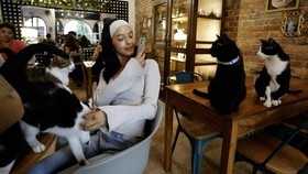 FOTO: Ngopi Bareng Kucing-kucing Terlantar di La Gatoria Kolombia